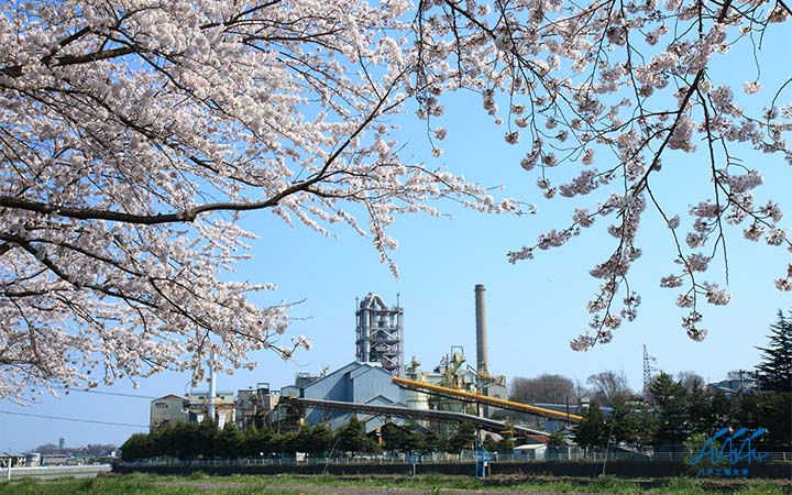 sakuracement